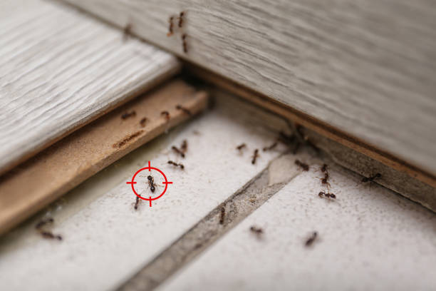Best Ant Control Services  in Raymond, WI